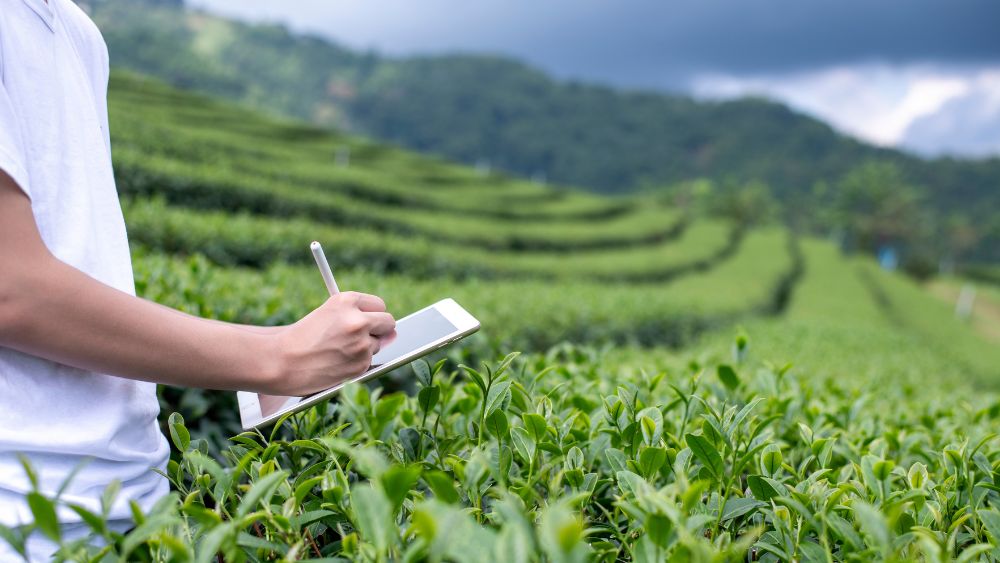 tea factory quality inspection